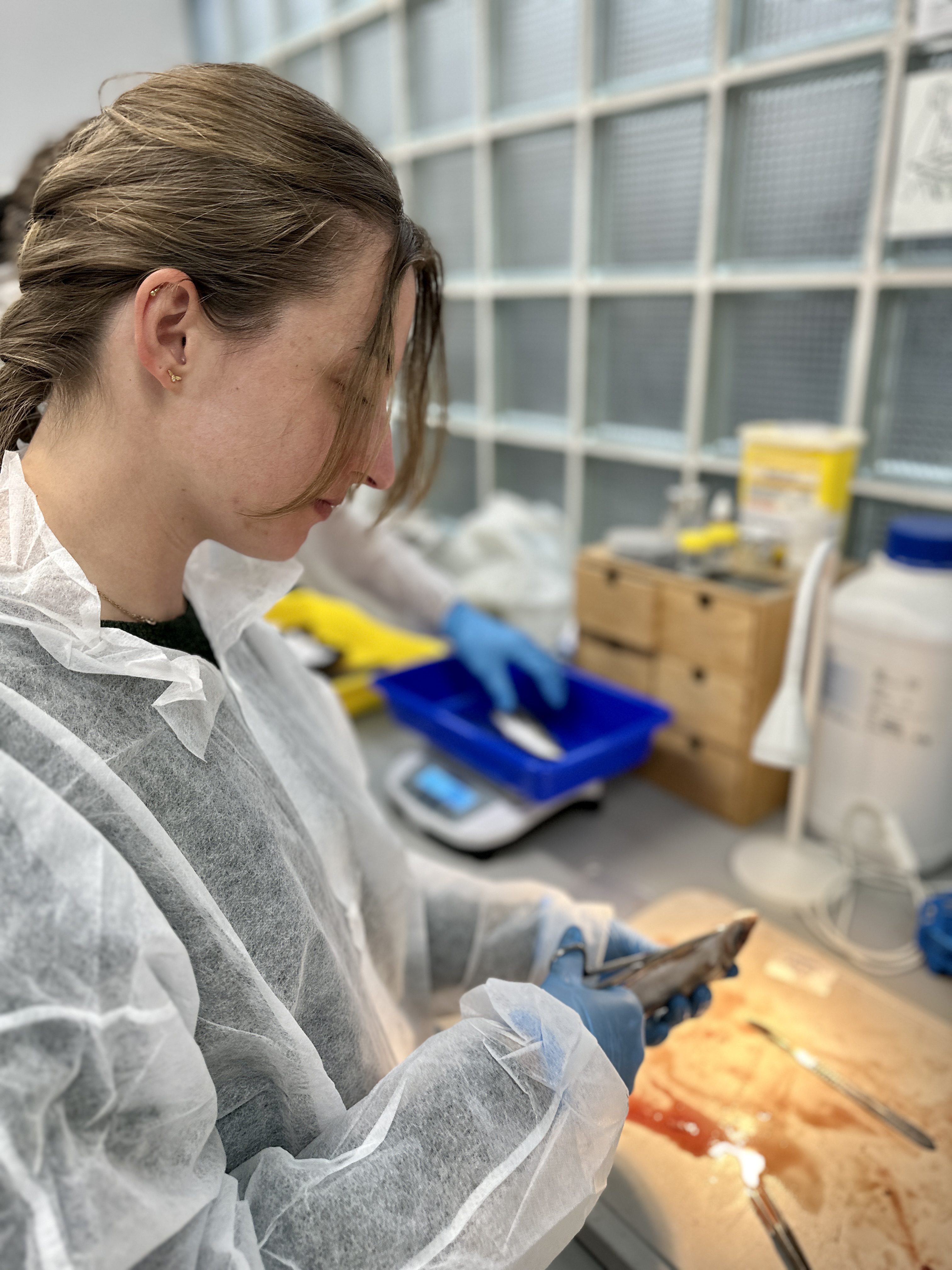 Erasmus Mundus students sampling Trachurus mediterraneus in the laboratory