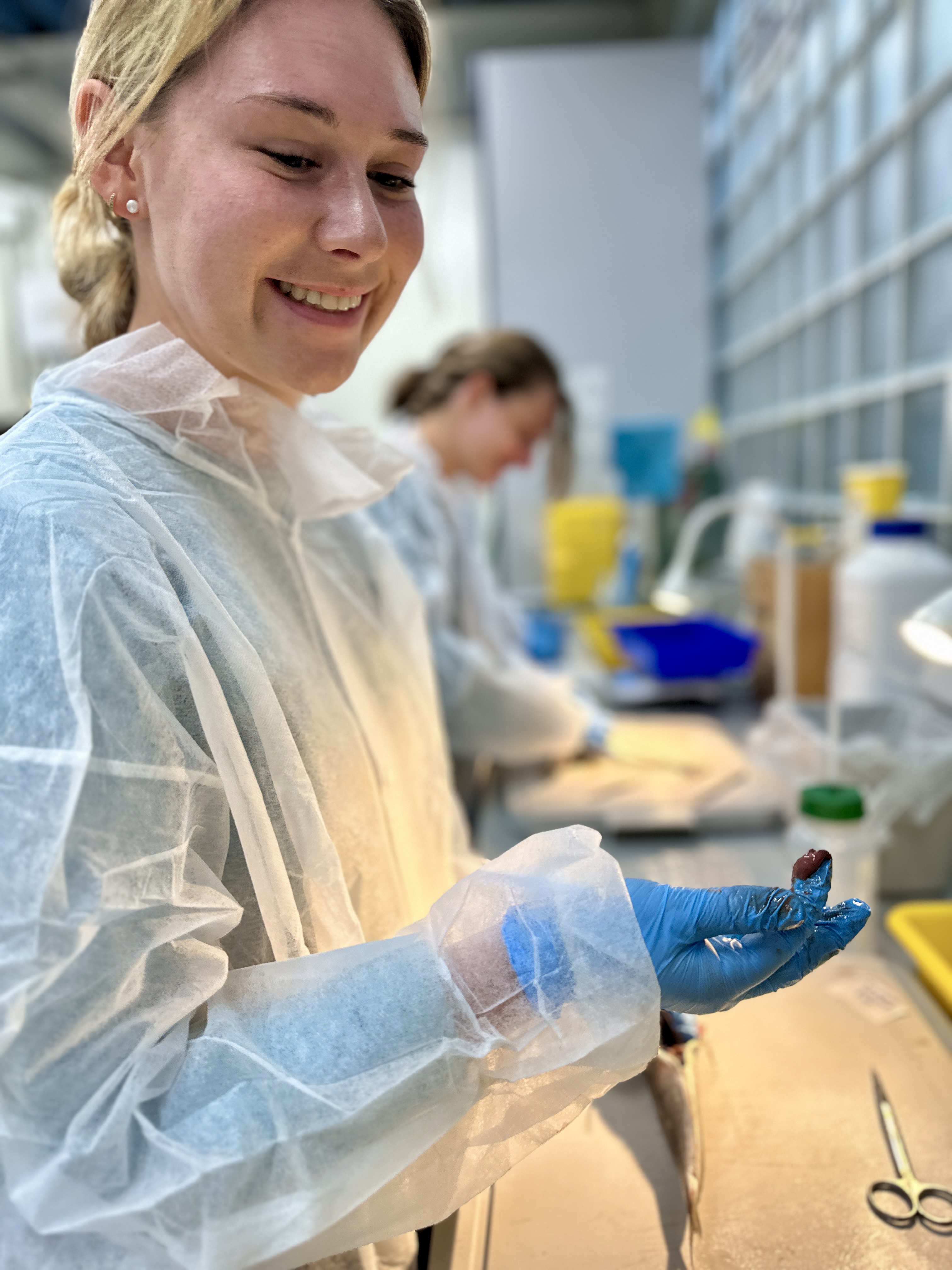 Erasmus Mundus students sampling Trachurus mediterraneus in the laboratory
